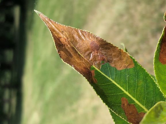 Image of Leafminer Damage