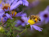 Image of Honey Bee on Flower