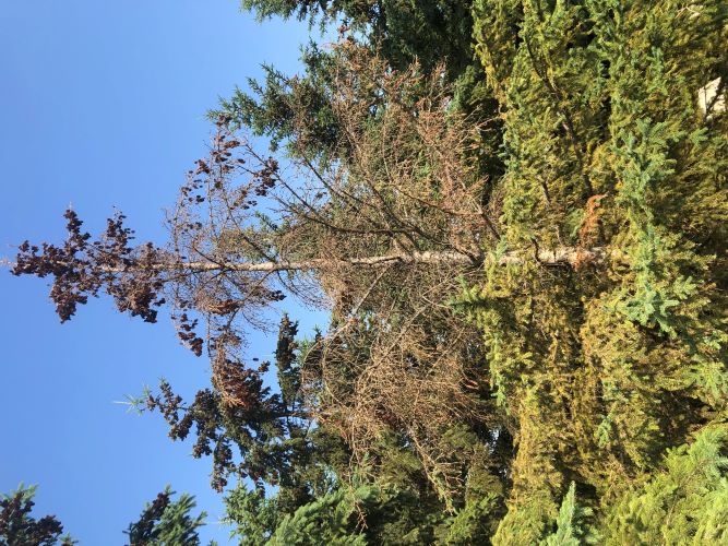 Image of Dead Treetop