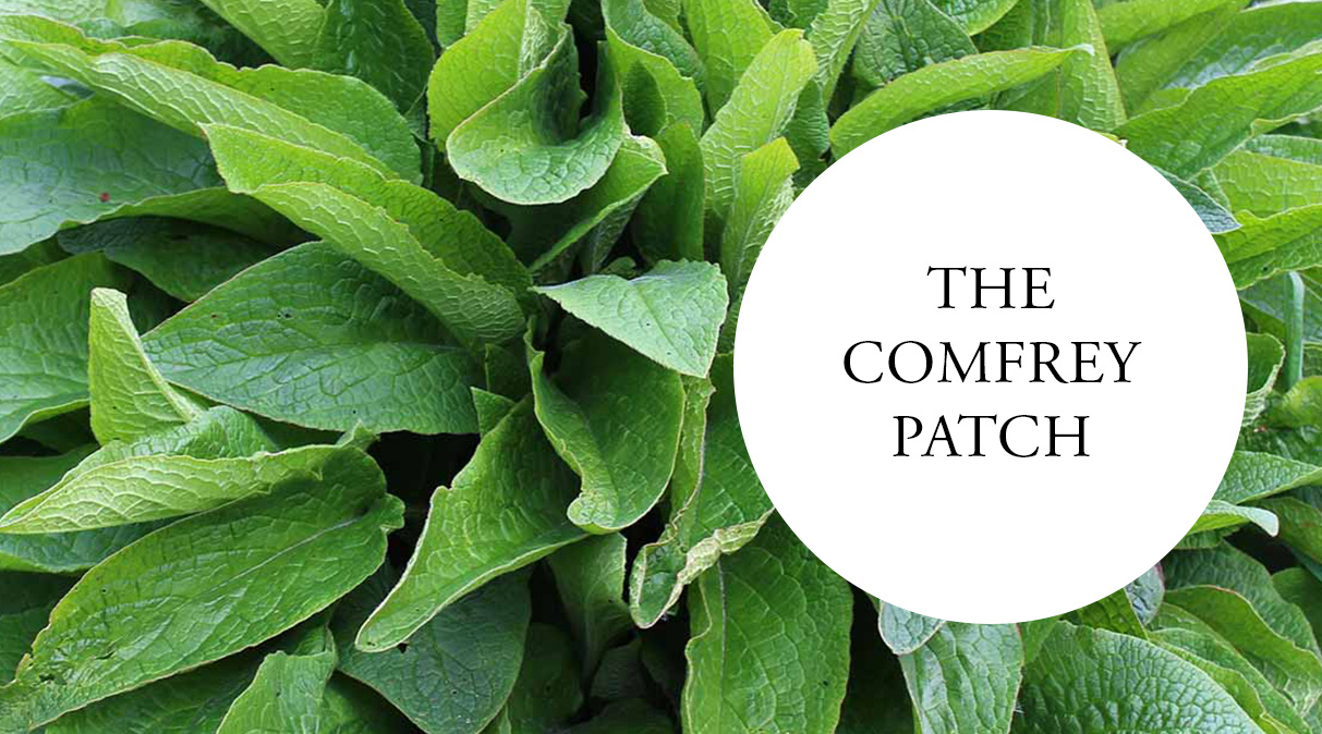 Image of Comfrey