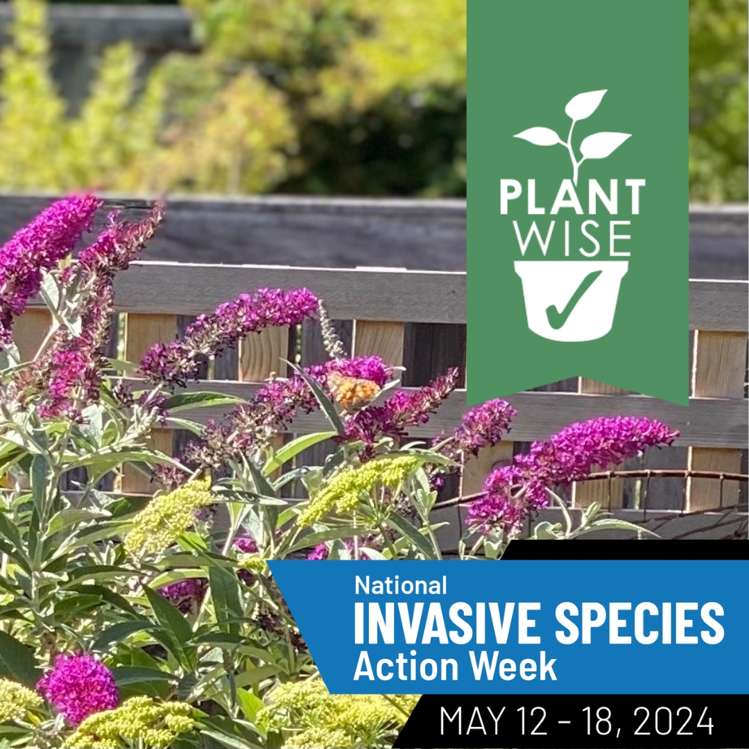Image of Be Plant Wise: Invasive Species Action Week