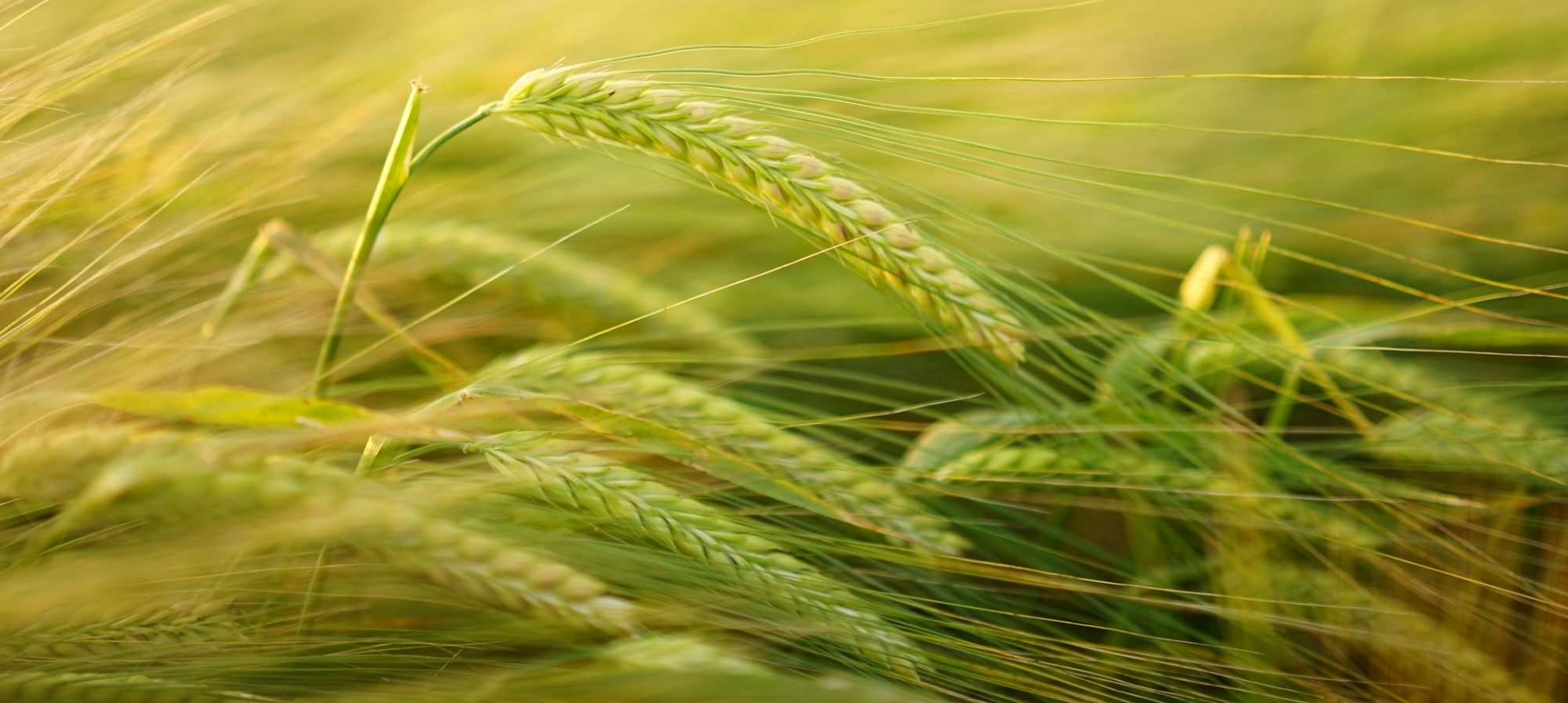 Image of Barley from Ag Service Boards Alberta